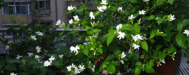 茉莉花使用哪种土，适宜生长在疏松肥沃的微酸性土壤中