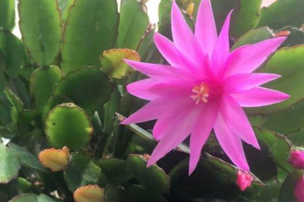 假昙花夏天休眠会不会焉，夏天假昙花进入休眠期会发焉