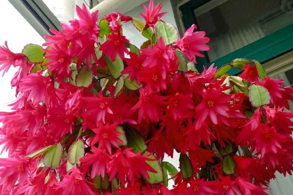 假昙花夏天休眠会不会焉，夏天假昙花进入休眠期会发焉