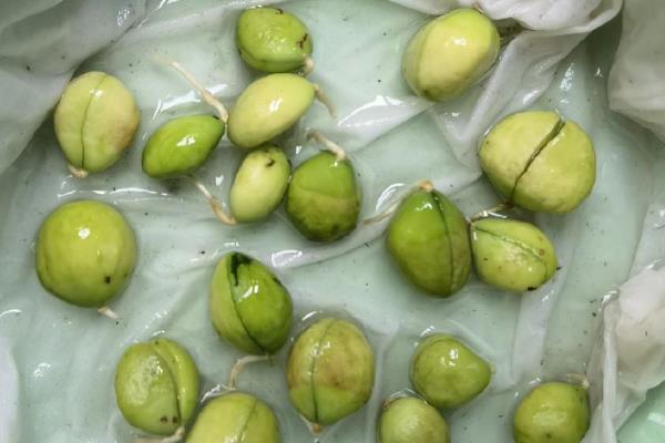 枇杷籽能种吗，枇杷籽可以种