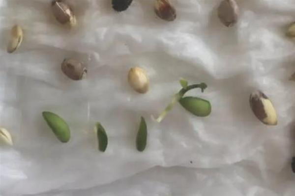 木瓜如何栽培，可采取种子繁殖或扦插繁殖