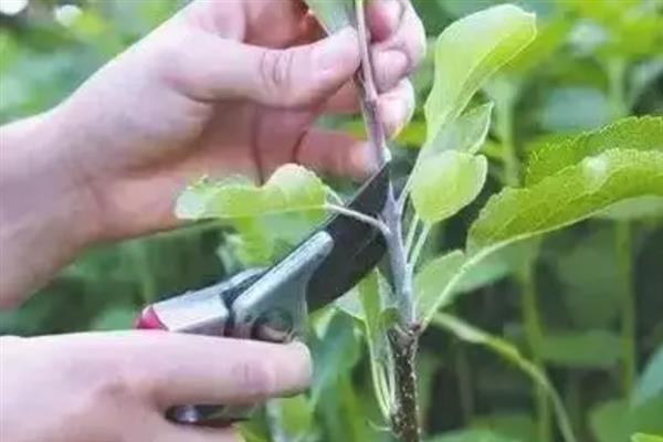 木瓜如何栽培，可采取种子繁殖或扦插繁殖