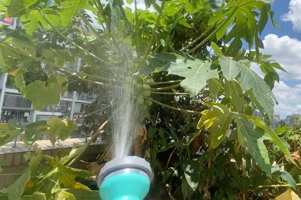 木瓜如何栽培，可采取种子繁殖或扦插繁殖
