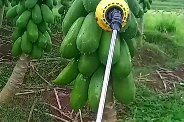 木瓜如何栽培，可采取种子繁殖或扦插繁殖