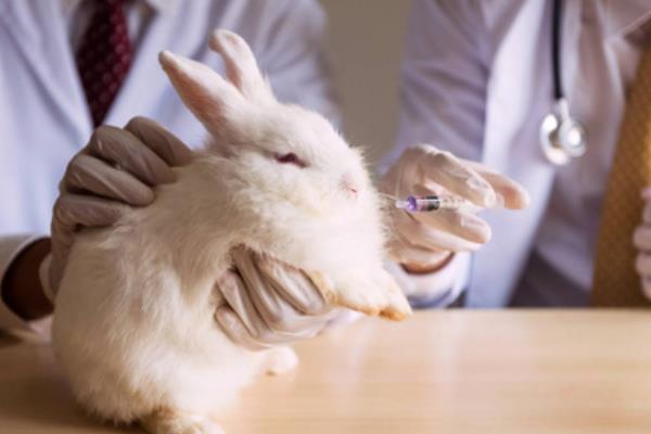 兔子球虫病有什么临床症状，分为肠型、肝型、混合型