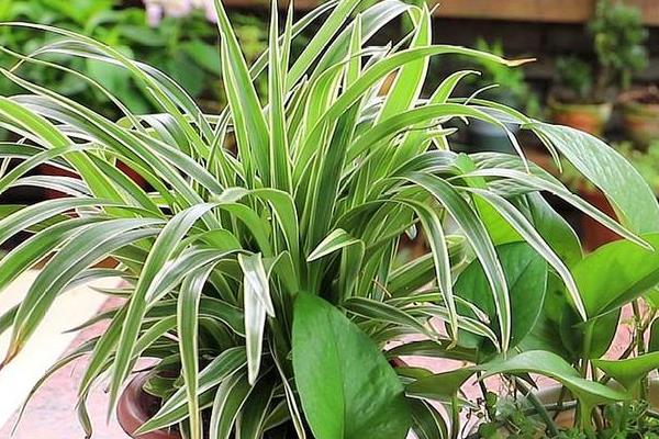 哪些植物比较耐阴，包括吊兰、绿萝、橡皮树等品种