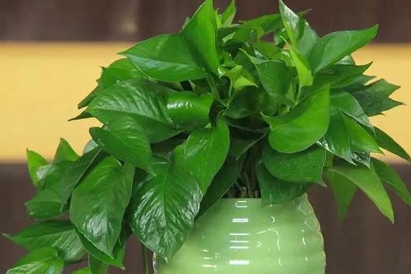 哪些植物比较耐阴，包括吊兰、绿萝、橡皮树等品种