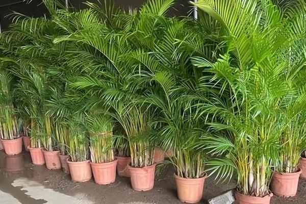 哪些植物比较耐阴，包括吊兰、绿萝、橡皮树等品种