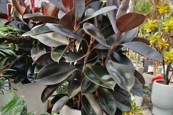 哪些植物比较耐阴，包括吊兰、绿萝、橡皮树等品种