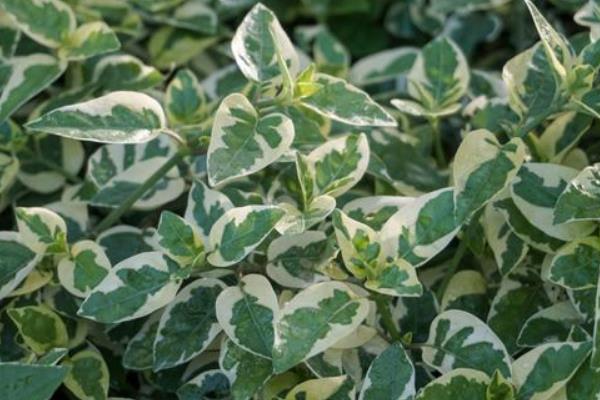 哪些植物比较耐阴，包括吊兰、绿萝、橡皮树等品种