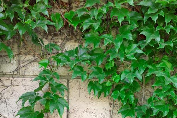 哪些植物比较耐阴，包括吊兰、绿萝、橡皮树等品种