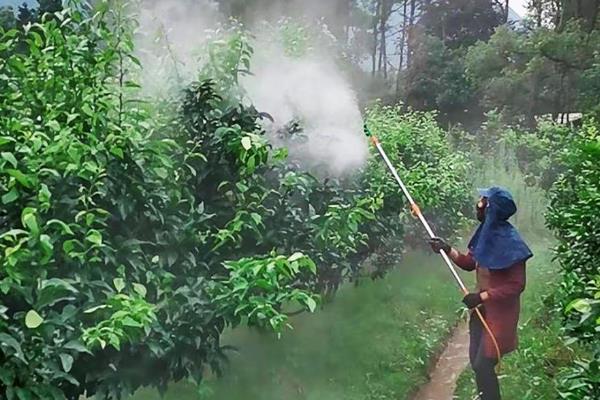 柑桔青霉病、绿霉病的为害特征，病部组织湿润柔软、褐色等
