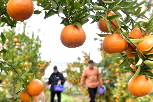柑桔青霉病、绿霉病的为害特征，病部组织湿润柔软、褐色等