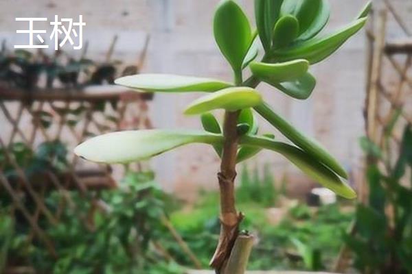 玉树和蟹爪兰适合与哪些植物嫁接，分别可以和长寿花、仙人掌等品种嫁接