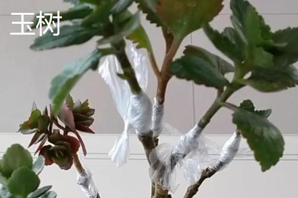 玉树和蟹爪兰适合与哪些植物嫁接，分别可以和长寿花、仙人掌等品种嫁接