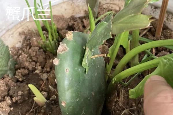 玉树和蟹爪兰适合与哪些植物嫁接，分别可以和长寿花、仙人掌等品种嫁接