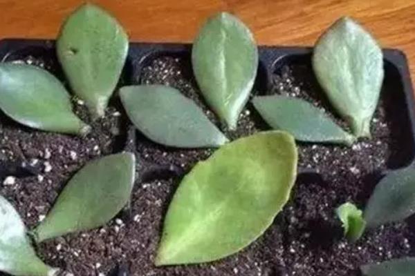 玉树和蟹爪兰适合与哪些植物嫁接，分别可以和长寿花、仙人掌等品种嫁接