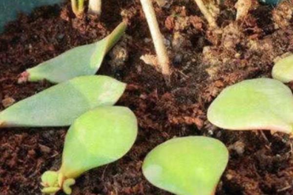 玉树和蟹爪兰适合与哪些植物嫁接，分别可以和长寿花、仙人掌等品种嫁接