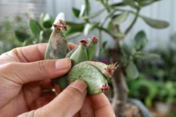 玉树和蟹爪兰适合与哪些植物嫁接，分别可以和长寿花、仙人掌等品种嫁接