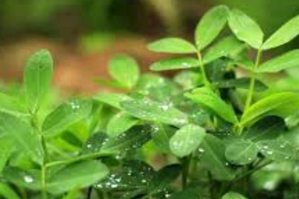 花生锈病的防治适期，病株率达到15-20%即可喷药
