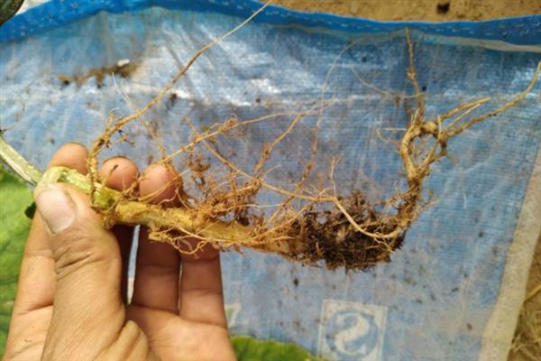 黄瓜叶片黄化怎么办，可巧施肥料