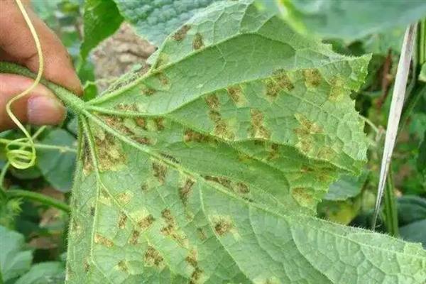 黄瓜叶片黄化怎么办，可巧施肥料