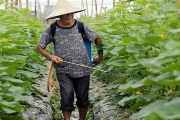 黄瓜叶片黄化怎么办，可巧施肥料