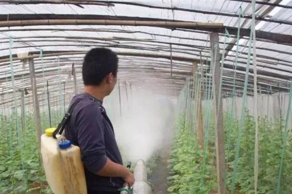 黄瓜叶片黄化怎么办，可巧施肥料