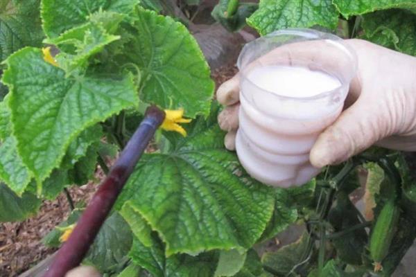黄瓜叶片黄化怎么办，可巧施肥料
