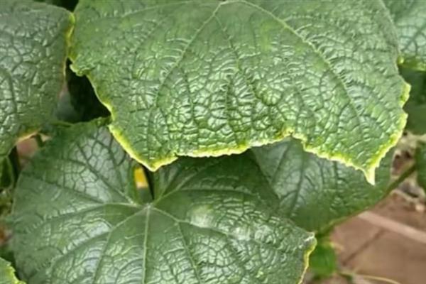黄瓜叶片黄化怎么办，可巧施肥料