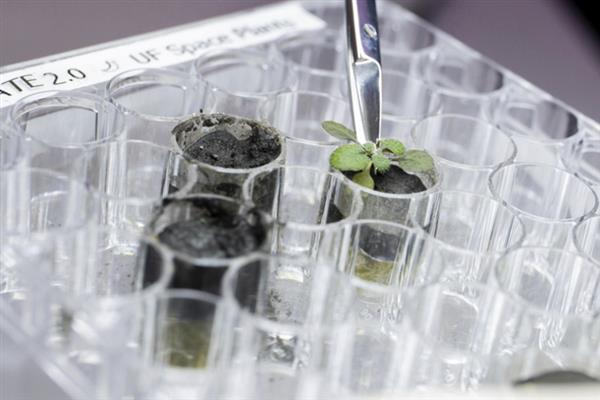 黄瓜叶片黄化怎么办，可巧施肥料