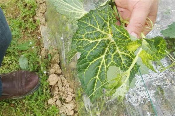 黄瓜叶片黄化怎么办，可巧施肥料