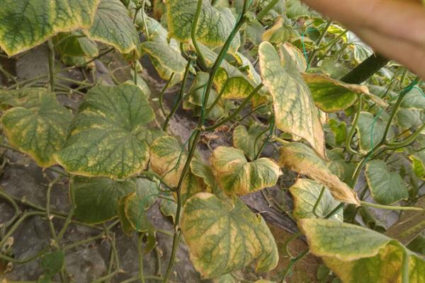 黄瓜叶片黄化怎么办，可巧施肥料