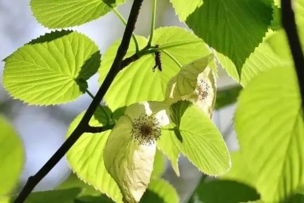 名贵的树苗品种，珙桐、红豆杉、罗汉松等品种的价值较高