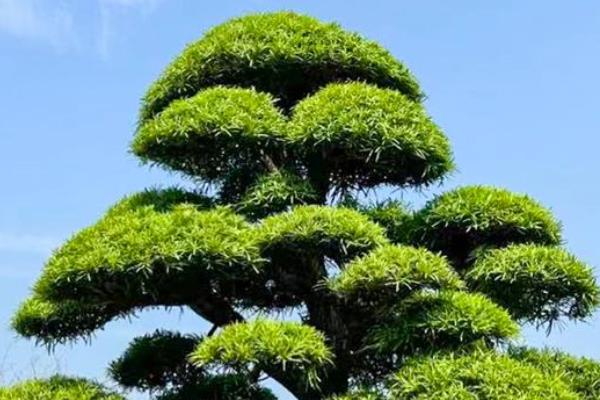 名贵的树苗品种，珙桐、红豆杉、罗汉松等品种的价值较高