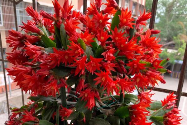 假昙花夏天休眠会不会焉，夏天假昙花进入休眠期会发焉
