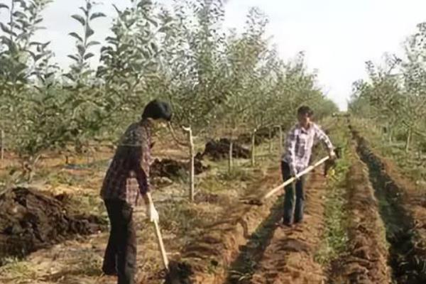 碳酸氢铵有什么作用，能为作物提供养分、起到驱虫效果