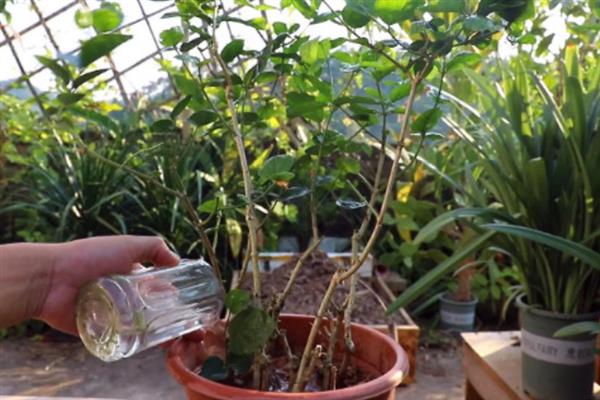 垂丝茉莉的花苞掉落怎么办，需根据发生原因采取对应措施