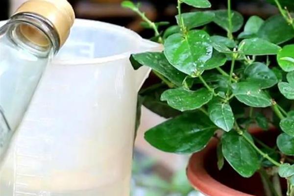 垂丝茉莉的花苞掉落怎么办，需根据发生原因采取对应措施