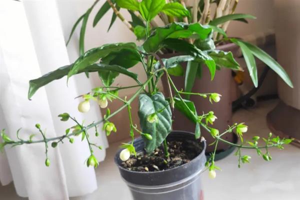垂丝茉莉的花苞掉落怎么办，需根据发生原因采取对应措施