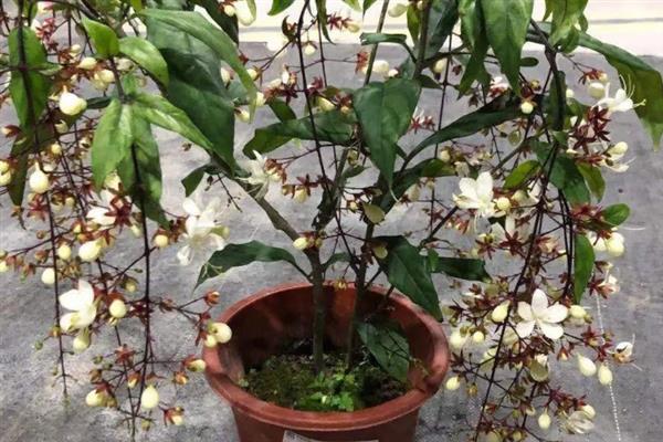 垂丝茉莉的花苞掉落怎么办，需根据发生原因采取对应措施