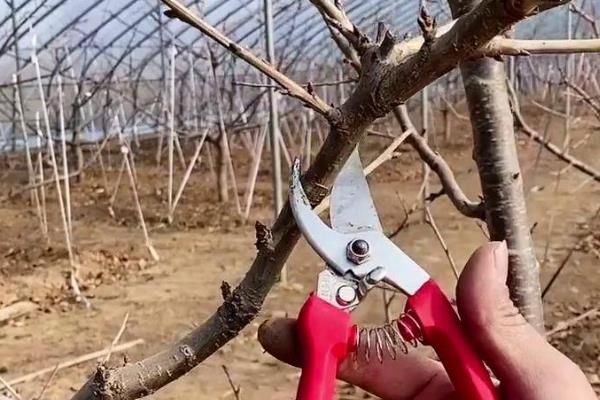 车厘子的整形修剪技术，在整形的基础上以生长期的摘心为主