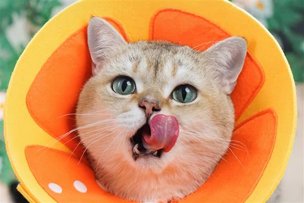 猫咪绝育伤口发炎了怎么处理，可以戴脖圈和每天进行消毒