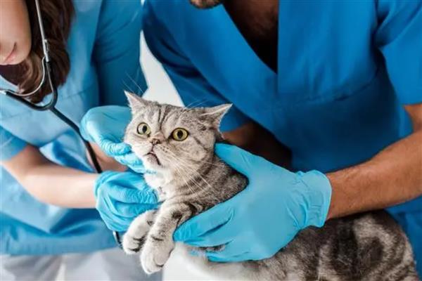 猫咪绝育伤口发炎了怎么处理，可以戴脖圈和每天进行消毒