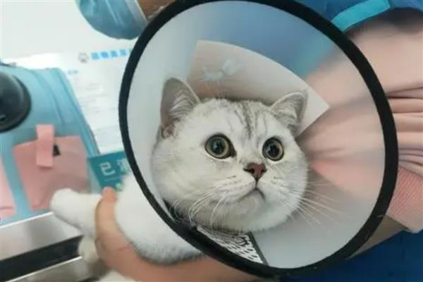 猫咪绝育伤口发炎了怎么处理，可以戴脖圈和每天进行消毒