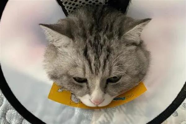 猫咪绝育伤口发炎了怎么处理，可以戴脖圈和每天进行消毒