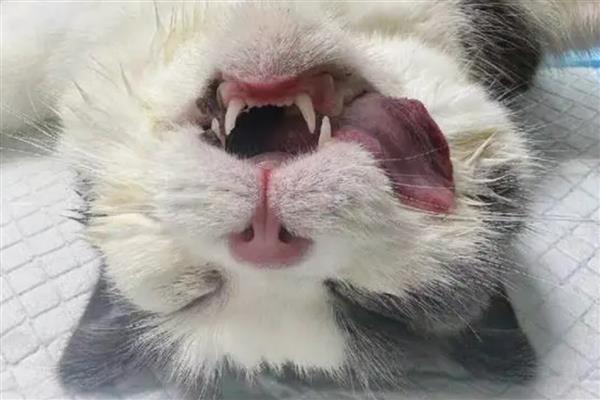 猫咪绝育伤口发炎了怎么处理，可以戴脖圈和每天进行消毒