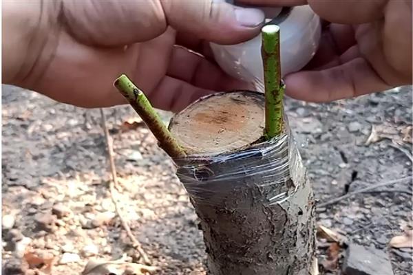 桃树的栽培密度，株行距控制在2-4m左右