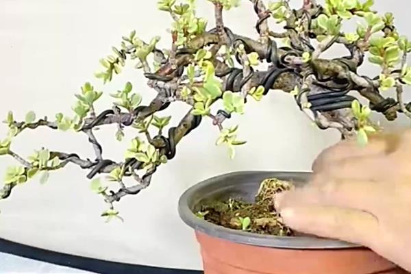 冬天能修剪金枝玉叶吗，在冬季只适合修剪1次