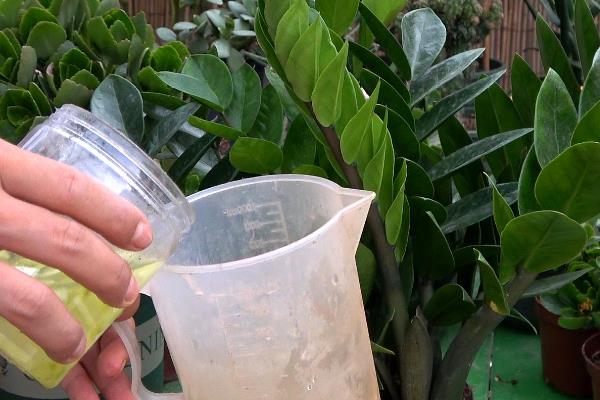 金钱树的养殖方法，在生长期间可每隔7-10天浇一次水